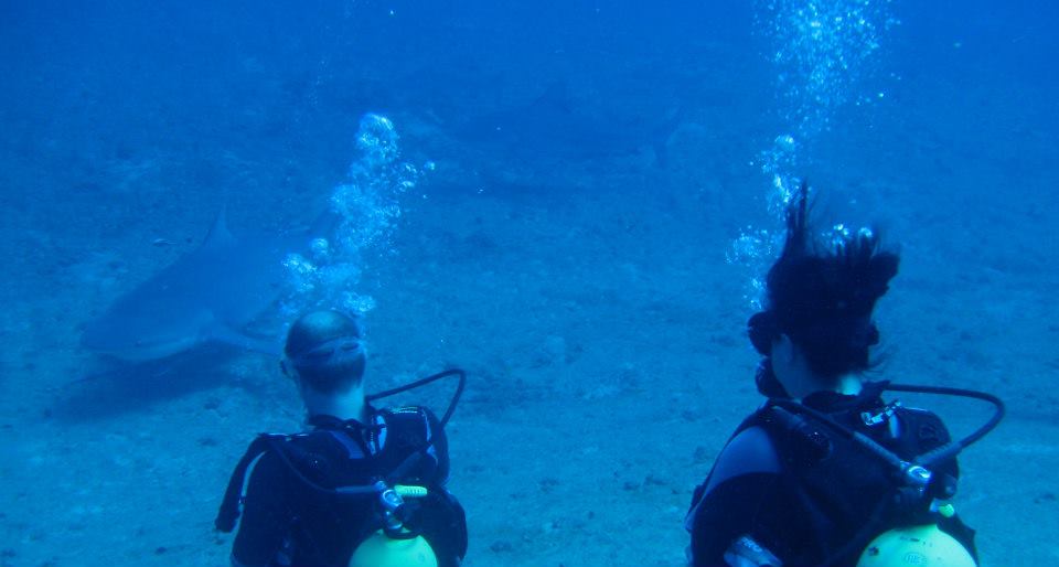 bullsharks